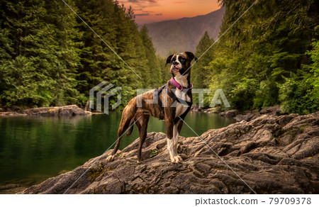 Playful and Funny Boxer Dog standing by the river 79709378