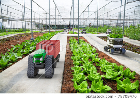 Autonomous driverless small tractor working in vegetable farm, Future 5G technology with smart agriculture farming concept 79709476