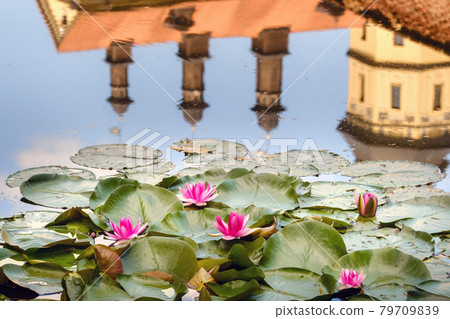 Water lily in a garden pond with a reflection of the tower of the Nesvizh castle Water lily in a garden pond with a reflection of the tower of the Nesvizh castle 79709839