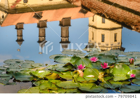 Water lily in a garden pond with a reflection of the tower of the Nesvizh castle Water lily in a garden pond with a reflection of the tower of the Nesvizh castle 79709841