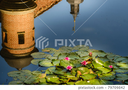Water lily in a garden pond with a reflection of the tower of the Nesvizh castle 79709842