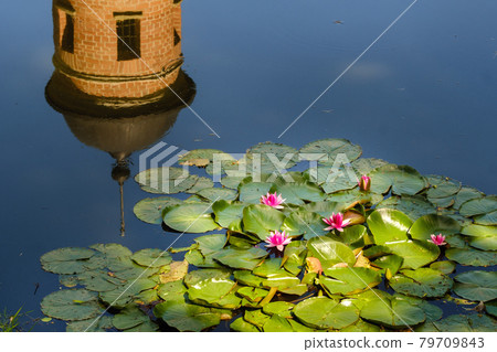 Water lily in a garden pond with a reflection of the tower of the Nesvizh castle Water lily in a garden pond with a reflection of the tower of the Nesvizh castle 79709843