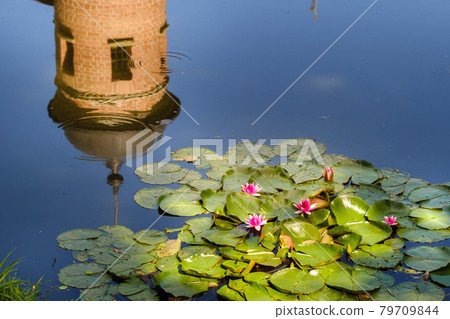 Water lily in a garden pond with a reflection of the tower of the Nesvizh castle Water lily in a garden pond with a reflection of the tower of the Nesvizh castle 79709844