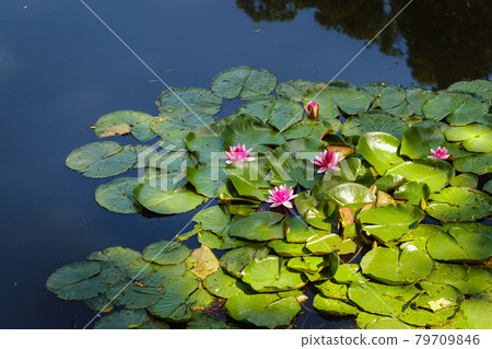 Water lily in the garden pond in the evening at sunset.FLOWER CONCEPT 79709846