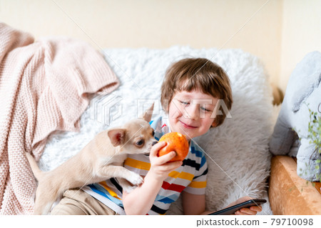 Chihuahua dog licks little laughing child's face on couch with blanket. Portrait of a happy caucasian kid boy eat apple hugging a puppy at cozy home on sofa and play together. Stay at home concept. Chihuahua dog licks little laughing child's face on couch with blanket. Portrait of a happy caucasian kid boy eat apple hugging a puppy at cozy home on sofa and play together. Stay at home concept. 79710098