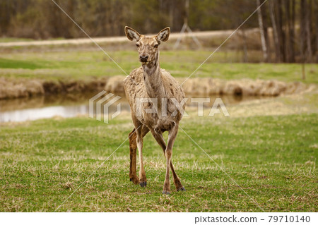 Deer on the lawn 79710140