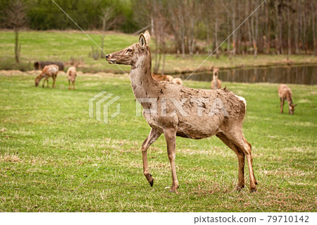 Deer on the lawn 79710142