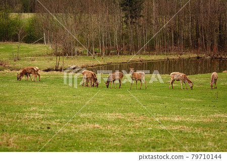 Deers on the pasture Deers on the pasture 79710144