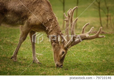 Deer on the pasture Deer on the pasture 79710146