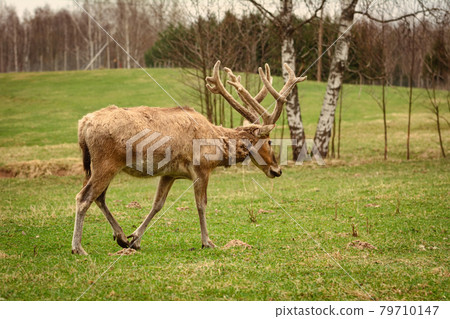Deer on the pasture Deer on the pasture 79710147