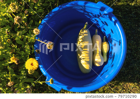 Three yellow marrows of different size in the blue bowl with beautiful shadows. 79710290