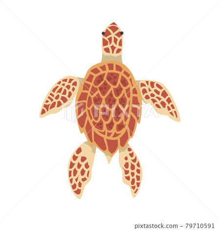 Turtle Aquatic or Terrestrial Reptilian Creature Cartoon Vector Illustration 79710591