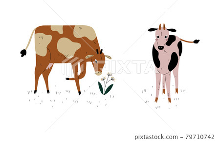 Milk Cow with Udder Grazing on Pasture as Dairy Cattle Breeding and Farming Vector Set 79710742