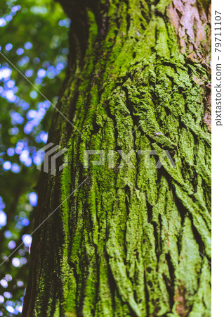 Trunk of mossy tree 79711107