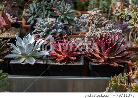 Collection of various tropical cactus and succulent plants in different pots. Collection of various tropical cactus and succulent plants in different pots. 79711375