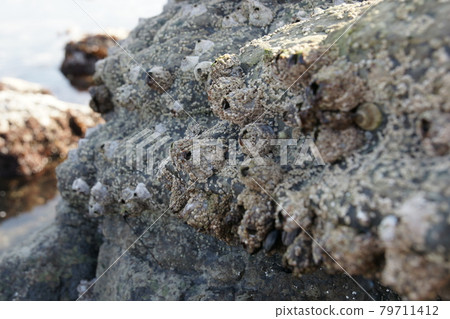 附著在岩石海岸上的藤壺 附著在岩石海岸上的藤壺 79711412