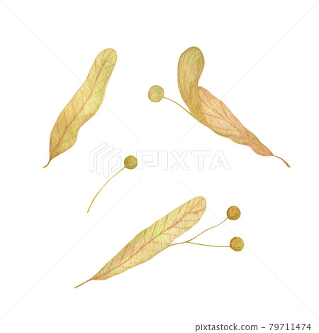 Linden tree seeds, honey plant watercolor hand drawn floral illustration, foliage, greenery element for design, decor 79711474