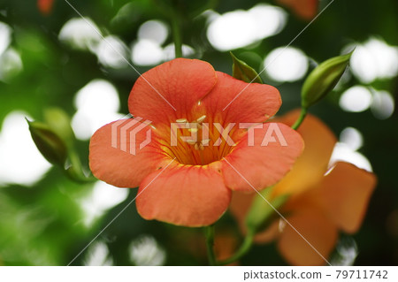Chinese trumpet vine 79711742