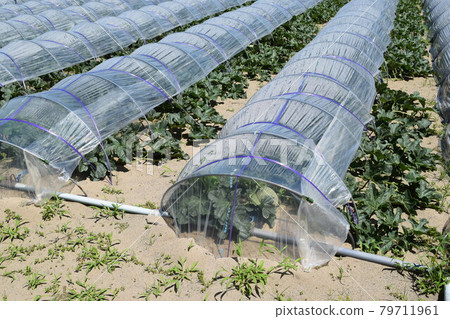 Melon cultivation Shonai sand dune Melon cultivation Shonai sand dune 79711961