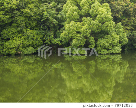 Scenery of a pond surrounded by green trees 79712053