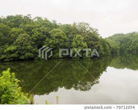 Scenery of a pond surrounded by green trees 79712054
