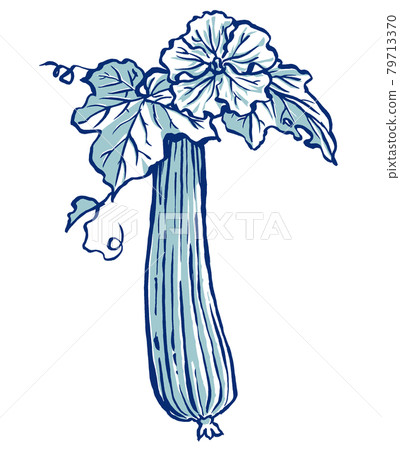 Loofah flowers and fruits, brush drawing, two-tone painting 79713370