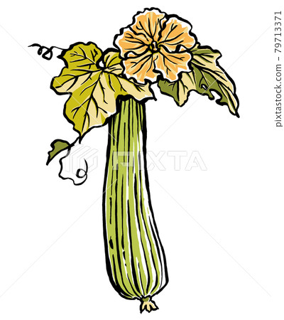 Loofah flowers and fruits, brush drawing and matte painting 79713371