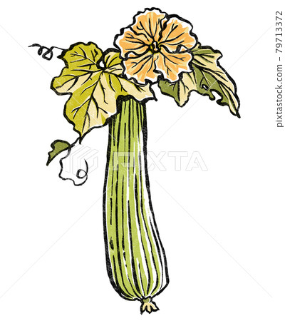 Loofah flowers and fruits, woodblock print style 79713372