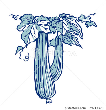 Loofah leaves and two fruits, brush-drawn and painted in two colors 79713373
