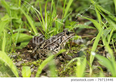 Tonosawa frog 79713446
