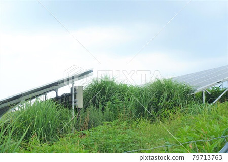 Solar power plant with overgrown weeds Solar power plant with overgrown weeds 79713763
