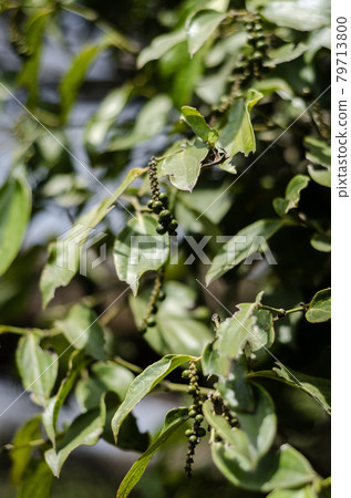 peppercorn pod growing in organic pepper farm in kampot cambodia peppercorn pod growing in organic pepper farm in kampot cambodia 79713800