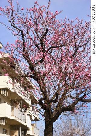 梅花 梅花 79713938