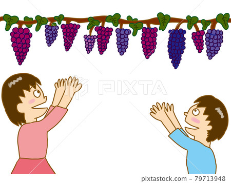 Grape picking 79713948
