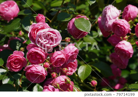 Rose of pink color Rose of pink color 79714199