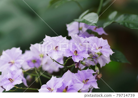 Solanum Wendlandy 馬鈴薯藤 Solanum Wendlandy 馬鈴薯藤 79714739