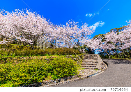 金開中央公園內的櫻花[長崎市] 79714964