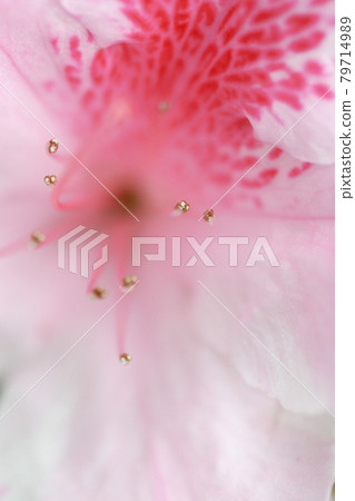 the plant genus from the family of heather plants the plant genus from the family of heather plants 79714989