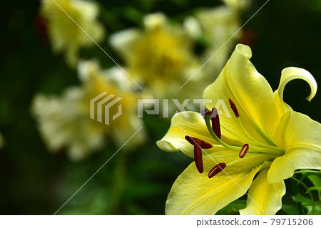 百合花 百合花 79715206