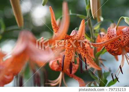 Oni百合 79715213