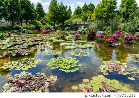 Kusatsu City, Shiga Prefecture Aquatic Botanical Park Mizunomori Water Garden Hanakage no Ike Kusatsu City, Shiga Prefecture Aquatic Botanical Park Mizunomori Water Garden Hanakage no Ike 79715218
