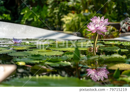 Kusatsu City, Shiga Prefecture Aquatic Botanical Park Mizunomori Greenhouse Lotus Flower Floating in the Pond of Lotus Building Kusatsu City, Shiga Prefecture Aquatic Botanical Park Mizunomori Greenhouse Lotus Flower Floating in the Pond of Lotus Building 79715219