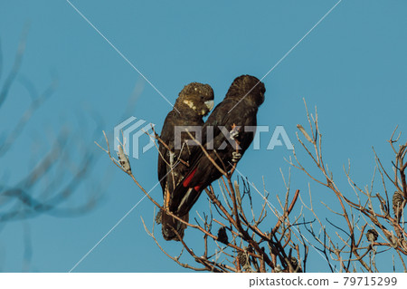 Glossy Black Cockatoo sitting in a tree 79715299