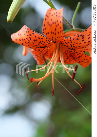 Oni lily 79715309