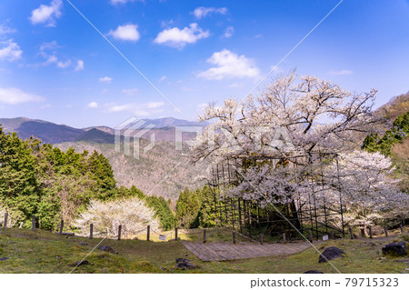 兵庫縣矢部市垂海的大櫻花和山路 79715323