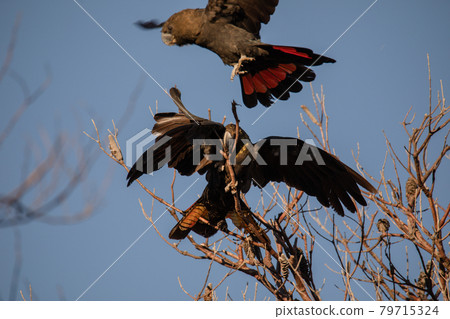 Glossy Black Cockatoo sitting in a tree 79715324