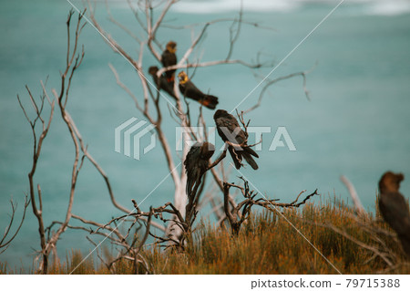 Glossy Black Cockatoo sitting in a tree 79715388