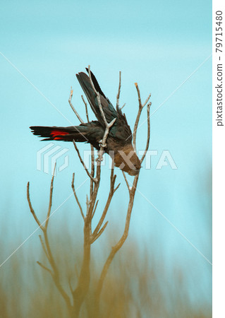 Glossy Black Cockatoo sitting in a tree 79715480
