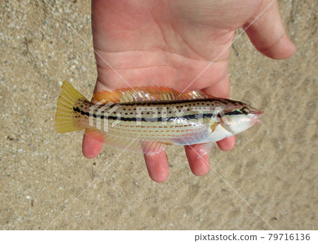 在沙灘上捕獲的雌性九仙瀨魚（紅瀨魚） 79716136