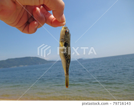 瀨戶內海和草河豚 79716143